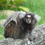 What kind of monkeys or other animals can I see at Sugar Loaf in Brazil
