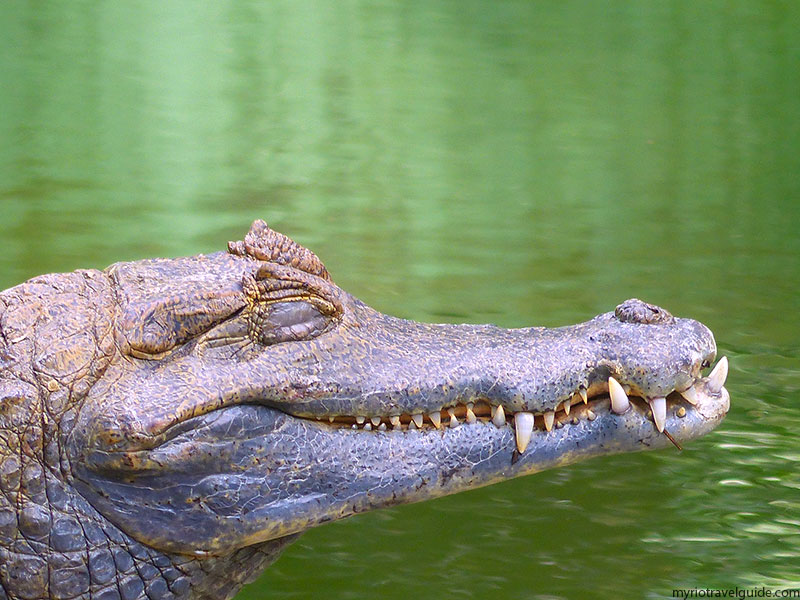 Crocodile-at-Rio-de-Janeiro-zoo-things-to-see-in-Rio
